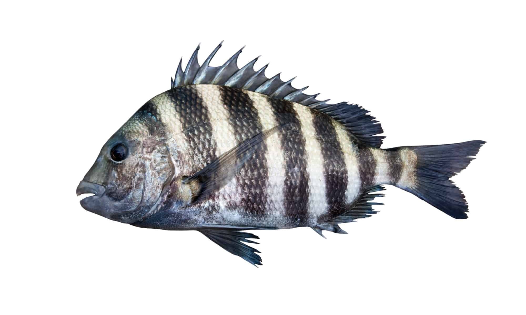 Sheepshead