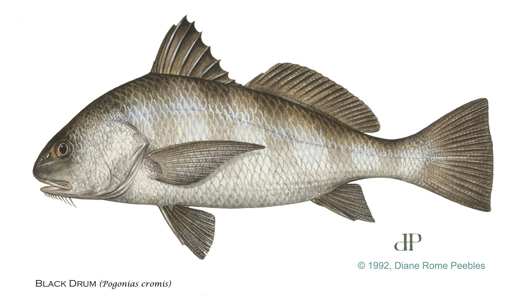 Black Drum