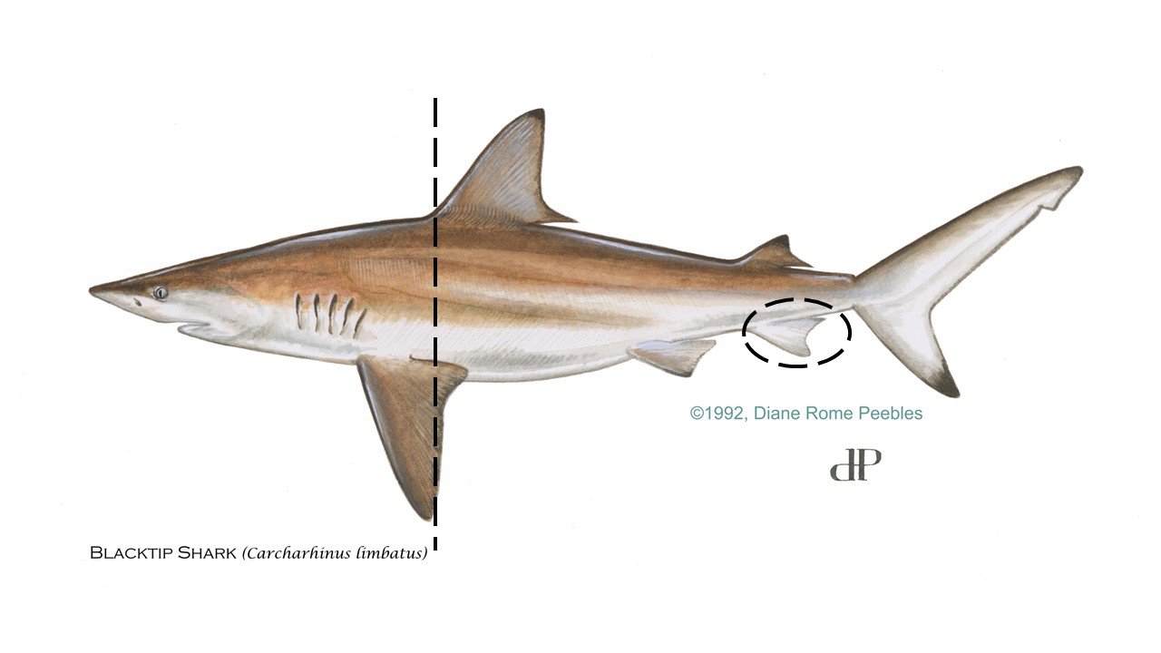 Sharks