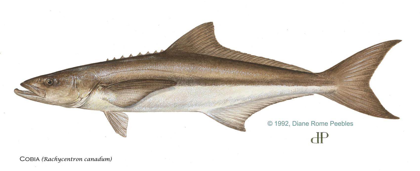 Cobia