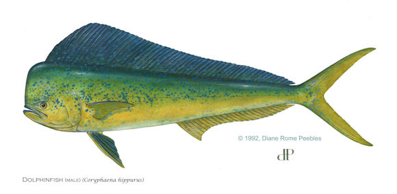 Mahi-Mahi (Dolphinfish)