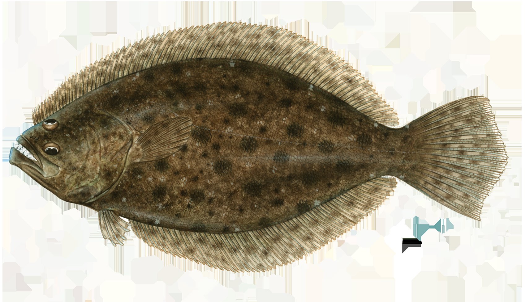 Flounder