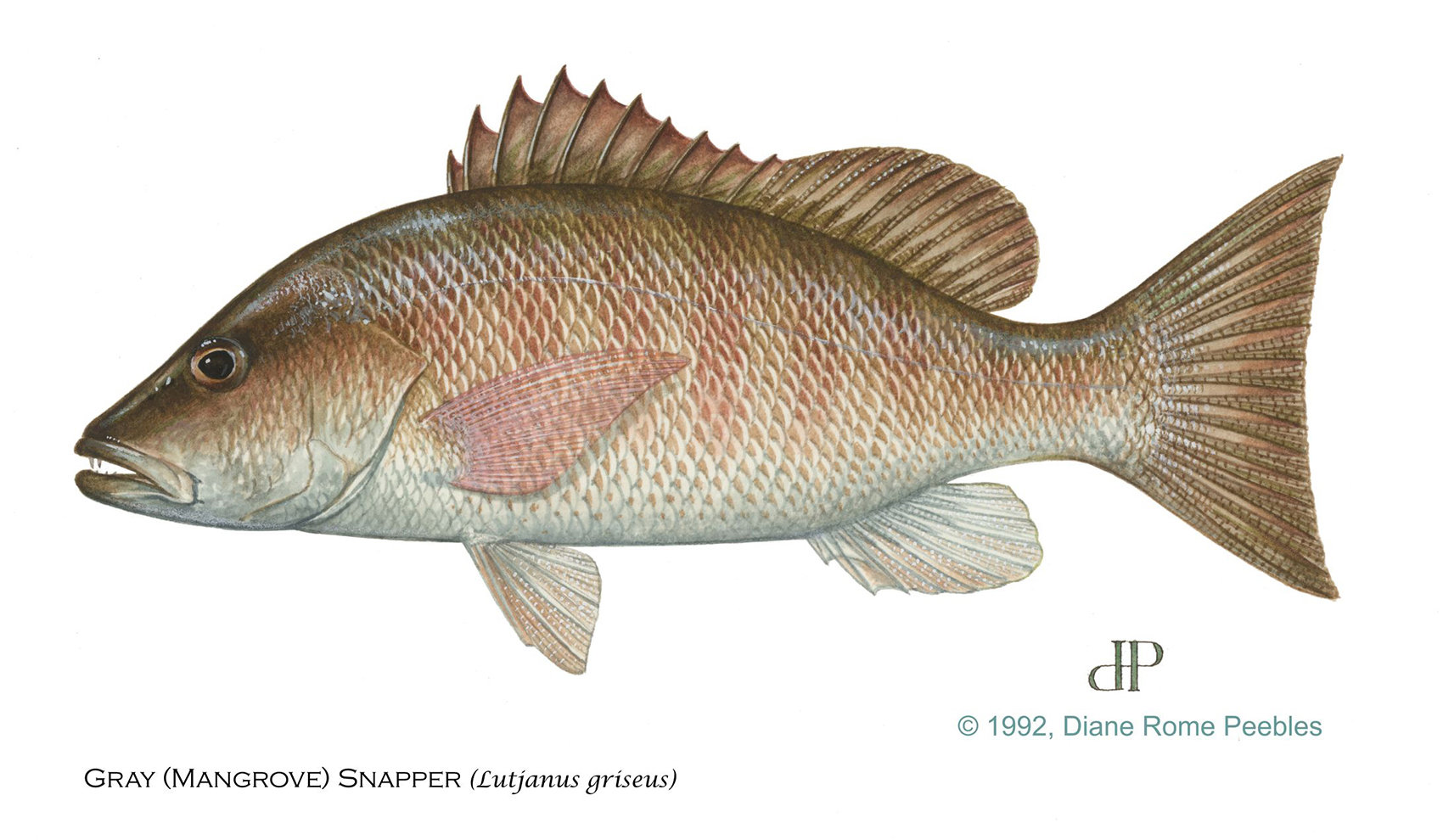 Mangrove Snapper