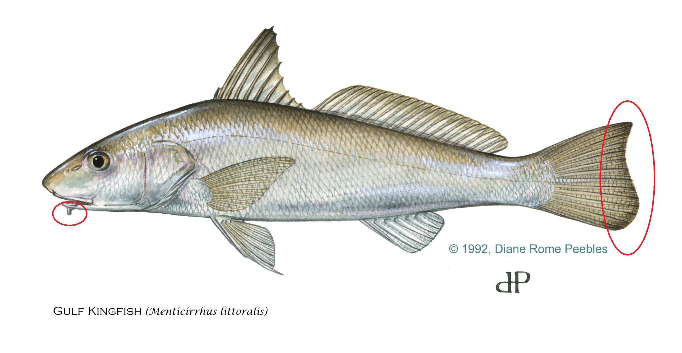 Gulf Kingfish (Whiting)