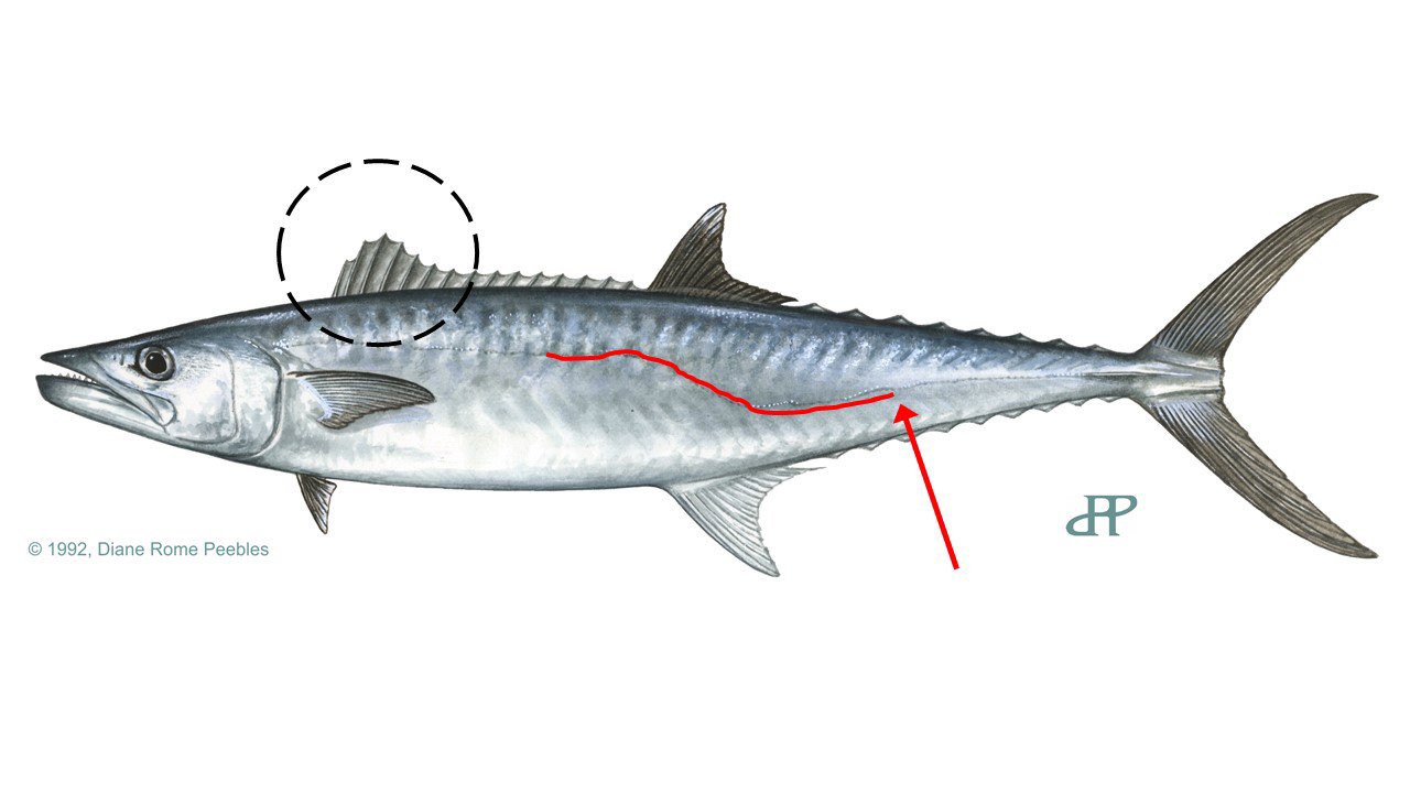 King Mackerel