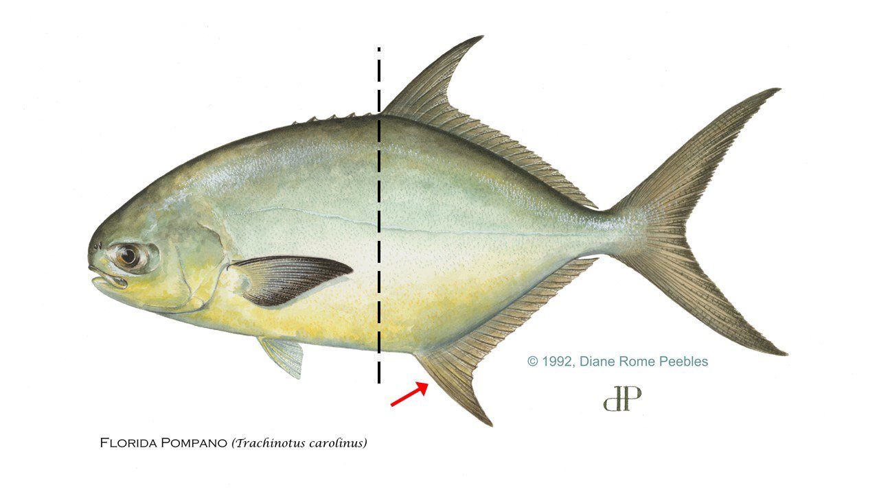 Florida Pompano