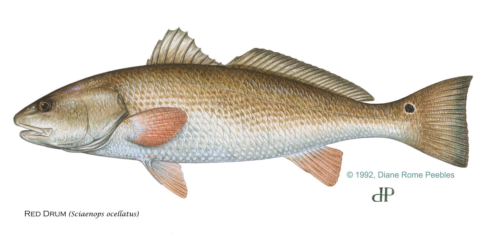 Red Drum (Redfish)