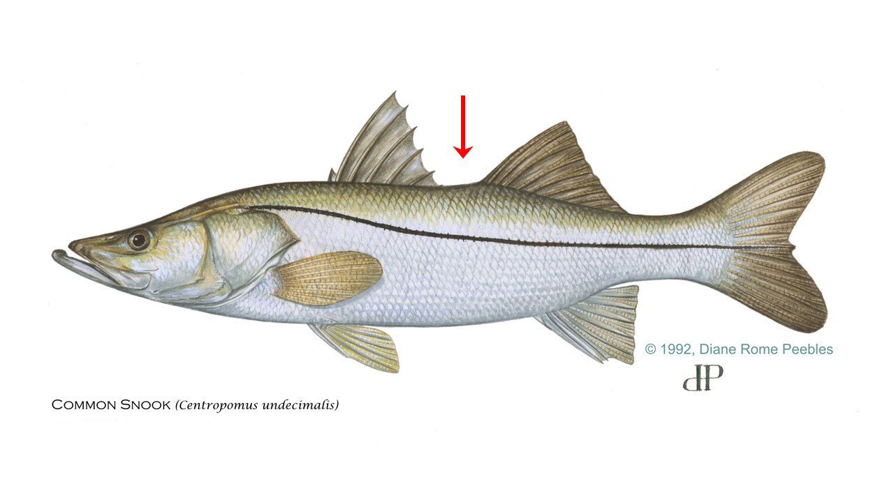 Snook