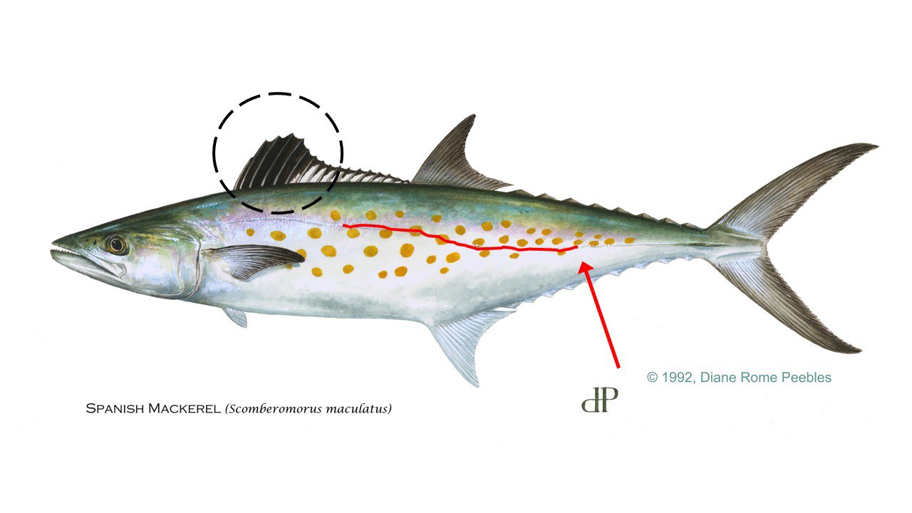 Spanish Mackerel