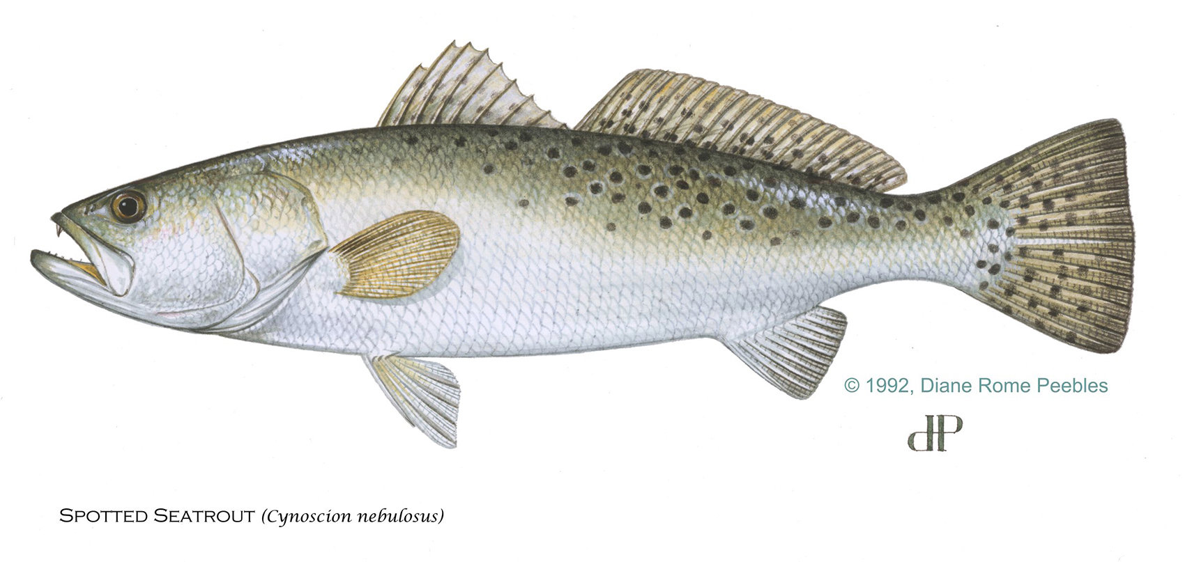 Spotted Seatrout