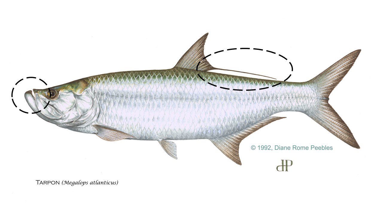Tarpon