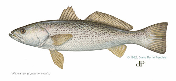 Weakfish (Sea Trout)